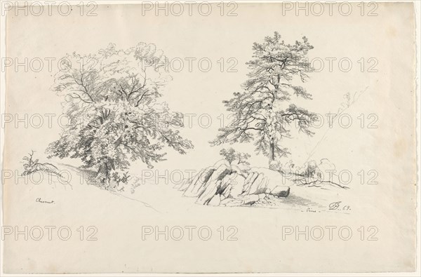 Chestnut and Pine, 1869. David Johnson (American, 1827-1908). Graphite; sheet: 30.5 x 46.9 cm (12 x 18 7/16 in.).