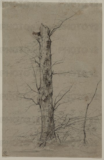 Tree, c. 1835-45. Ludwig Ferdinand Schnorr von Carolsfeld (German, 1788-1853). Graphite and brown wash; sheet: 30.5 x 19.7 cm (12 x 7 3/4 in.).