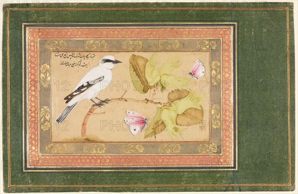 Black and White Bird Perched on a Shrub, 1651-1652. Shafi' Abbasi (Iranian). Opaque watercolor, ink, and gold on paper; sheet: 16.1 x 25 cm (6 5/16 x 9 13/16 in.); image: 7.7 x 13.4 cm (3 1/16 x 5 1/4 in.).