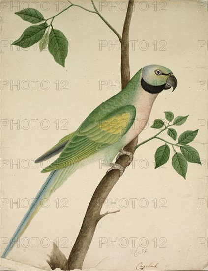 Green Parrot, c. 1820. India, East India Company School, 19th century. Opaque watercolor on paper; overall: 38.5 x 28.6 cm (15 3/16 x 11 1/4 in.).