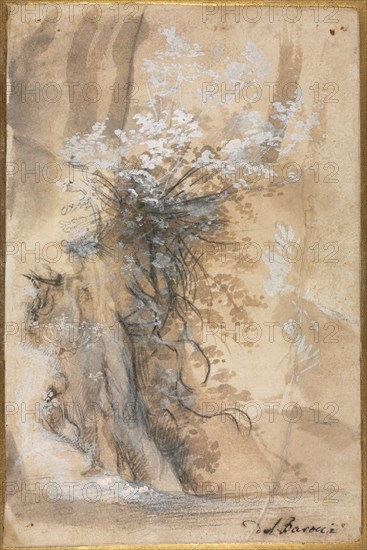 Flowering Bush above an Eroded Bank, 1565-1570. Federico Barocci (Italian, 1528-1612). Black chalk, brush and brown wash, and lead white (partially oxidized to pink), with traces of red chalk; sheet: 20 x 13.2 cm (7 7/8 x 5 3/16 in.); secondary support: 30.4 x 22.9 cm (11 15/16 x 9 in.).
