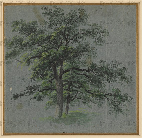 Two Trees, first half 1800s. Johann Jacob Dorner (German, 1775-1852). Brush and black and gray wash, gouache, and watercolor, with stylus; sheet: 31.6 x 33 cm (12 7/16 x 13 in.); secondary support: 40.1 x 41 cm (15 13/16 x 16 1/8 in.).