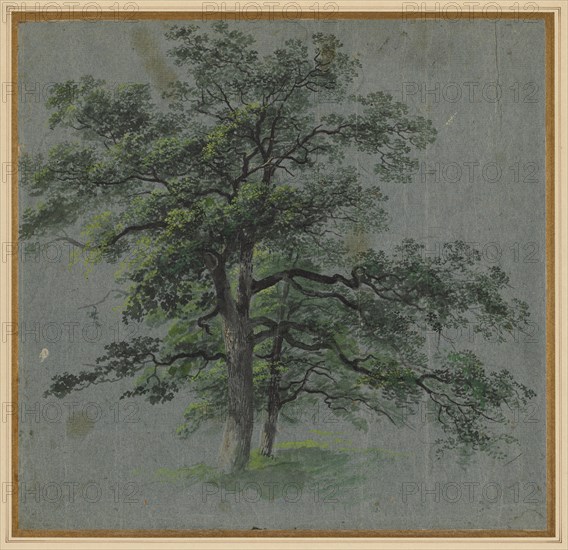 Two Trees (recto) Tree Studies (verso), first half 1800s. Johann Jacob Dorner (German, 1775-1852). Brush and black and gray wash, gouache, and watercolor, with stylus; sheet: 31.6 x 33 cm (12 7/16 x 13 in.); secondary support: 40.1 x 41 cm (15 13/16 x 16 1/8 in.).