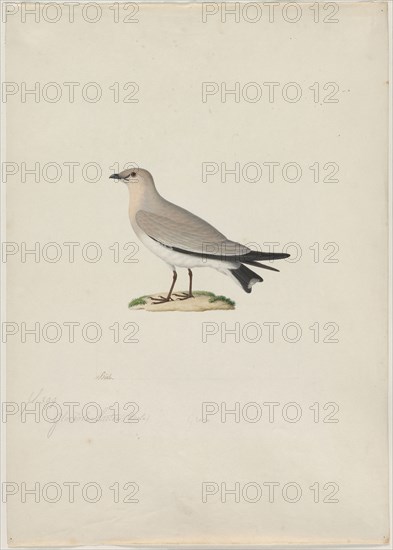 Small Pratincole (Glareola lactea), 1800s. Attributed to Paul Hüet (French, 1803-1869). Watercolor and gouache; framing lines in graphite; sheet: 48.8 x 34.7 cm (19 3/16 x 13 11/16 in.); image: 22.4 x 18.3 cm (8 13/16 x 7 3/16 in.).