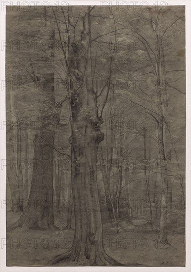 Trees. Leopold Bode (German, 1831-1906). Black chalk, with stumping and erasing; framing lines in graphite (except at bottom); sheet: 48.6 x 33.4 cm (19 1/8 x 13 1/8 in.).