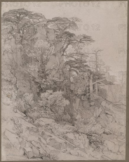 Trees of a Rocky Hillside, late 1800s. Gustave Achille Guillaumet (French, 1840-1887). Black chalk heightened with white chalk; framing lines in graphite; sheet: 57.2 x 45.1 cm (22 1/2 x 17 3/4 in.).