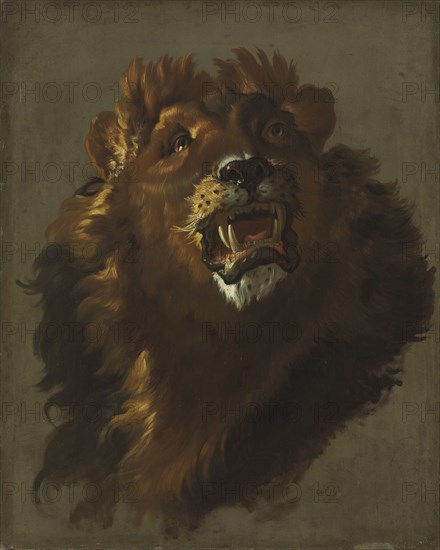 Lion, 1750s. Giuseppe Baldrighi (Italian, 1723-1803). Oil on canvas; framed: 108 x 92 x 7 cm (42 1/2 x 36 1/4 x 2 3/4 in.); unframed: 79.5 x 64 cm (31 5/16 x 25 3/16 in.).