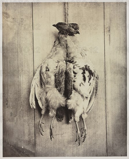 Partridges (recto), c. 1861. Captain N. Baily (British). Albumen print from wet collodion negative; image: 23.9 x 19.3 cm (9 7/16 x 7 5/8 in.); matted: 45.7 x 35.6 cm (18 x 14 in.)