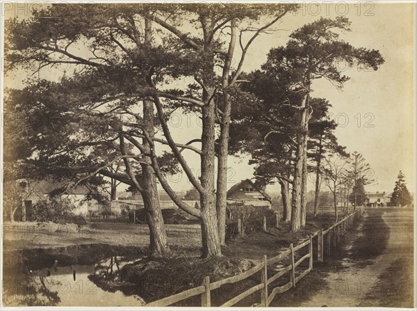 Scotch Firs, Hawkhurst, 1853. Benjamin Brecknell Turner (British, 1815-1894). Albumen print from calotype; image: 28.6 x 39.1 cm (11 1/4 x 15 3/8 in.); matted: 50.8 x 61 cm (20 x 24 in.)
