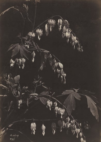 Floral Still Life (Bleeding Hearts), c. 1865. Charles Aubry (French, 1811-1877). Albumen print from glass negative; image: 34.6 x 24.6 cm (13 5/8 x 9 11/16 in.); paper: 48.1 x 31.7 cm (18 15/16 x 12 1/2 in.); matted: 50.8 x 40.6 cm (20 x 16 in.)