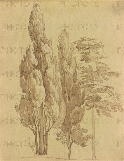 Album with Views of Rome and Surroundings, Landscape Studies, page 15a: Trees. Franz Johann Heinrich Nadorp (German, 1794-1876). Brown wash with grahite and white heightening on yellow paper;