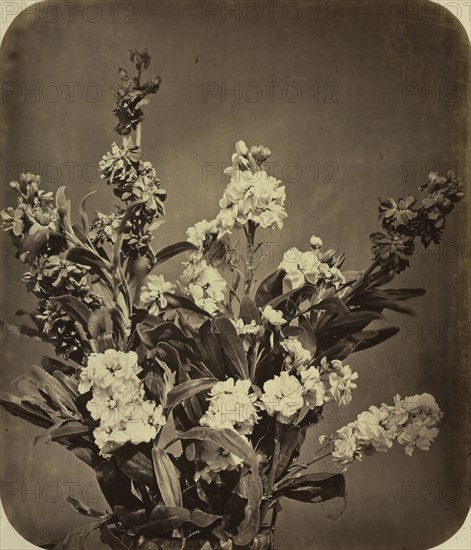 Bouquet, c. 1855. Adolphe Braun (French, 1812-1877). Albumen print, varnished, from wet collodion negative; image: 36.8 x 31.8 cm (14 1/2 x 12 1/2 in.); framed: 64.1 x 54 cm (25 1/4 x 21 1/4 in.); matted: 61 x 50.8 cm (24 x 20 in.)
