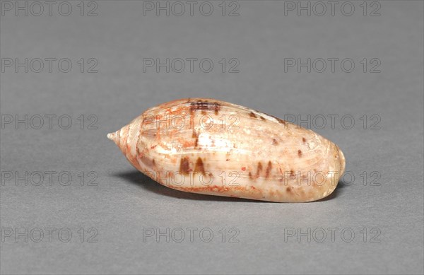 Offering Group: Small Shell, c. 800-1200(?). Mexico, Guerrero(?), San Jerónimo de Juárez, Xochicalco style. Shell, red pigment; overall: 4.7 cm (1 7/8 in.).