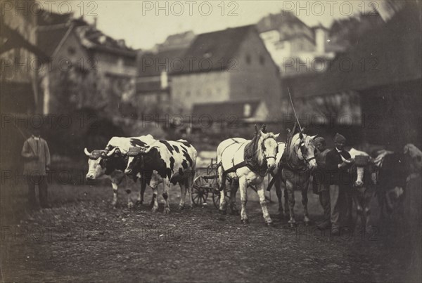 Untitled (Farm Animals), 1850's. Adolphe Braun (French, 1812-1877). Albumen print from wet collodion negative; image: 28 x 39.4 cm (11 x 15 1/2 in.); framed: 53.7 x 63.8 cm (21 1/8 x 25 1/8 in.); matted: 50.8 x 61 cm (20 x 24 in.)