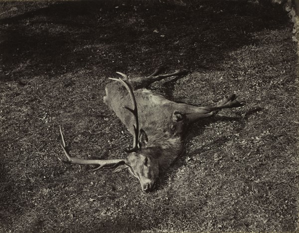 The Royal Stag, c. 1870. James Valentine (British, 1815-1880). Albumen print from wet collodion negative; image: 18.7 x 23.9 cm (7 3/8 x 9 7/16 in.); matted: 40.6 x 50.8 cm (16 x 20 in.)