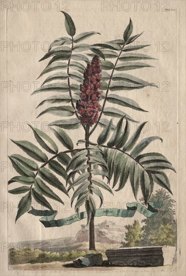Phytographia Curiosa:  Sumach Arbor. Abraham Munting (Dutch, 1626-1683). Etching, hand colored with watercolor; overall: 31.4 cm (12 3/8 in.).