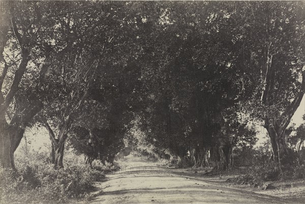 Photographic views of Ryakotta and other places in the Salem district, pl. IX: Avenue of the Banian Trees, Seringham, India, 1858. Captain Linnaeus Tripe (British, 1822-1902), Madras Presidency. Salted paper print, albumenized, from calotype negative; image: 24.6 x 37 cm (9 11/16 x 14 9/16 in.); matted: 50.8 x 61 cm (20 x 24 in.)