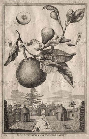 Nurnbergische Hesperides: Limon bergamotto personzin gientile, 1714. Joseph de Montalegre (Hungarian). Etching