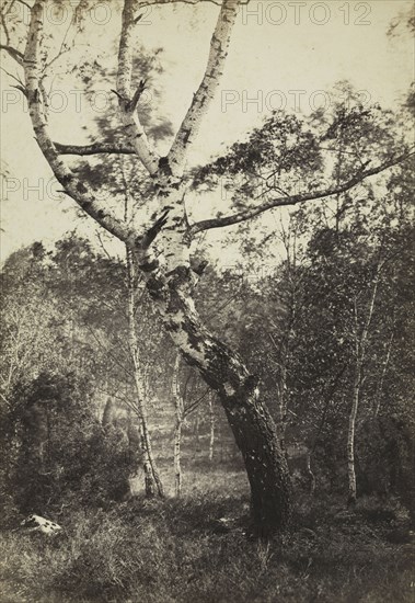 Study of a Birch Tree, Barbizon, 1860s-1870s. Constant Alexandre Famin (French, 1827-1888). Albumen print from wet collodion negative; image: 25.9 x 18 cm (10 3/16 x 7 1/16 in.); matted: 50.8 x 40.6 cm (20 x 16 in.)