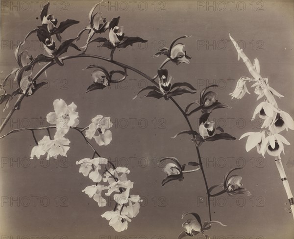 Study of Orchids, c. 1870s. Unidentified Photographer. Albumen print from wet collodion negative; image: 38 x 46.4 cm (14 15/16 x 18 1/4 in.); paper: 48 x 63.2 cm (18 7/8 x 24 7/8 in.); matted: 61 x 71.1 cm (24 x 28 in.).