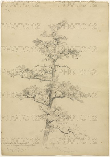 Pine Tree, Conway, New Hampshire (recto), c. 1851. David Johnson (American, 1827-1908). Graphite with pen and  brown ink; sheet: 36.2 x 25.4 cm (14 1/4 x 10 in.).