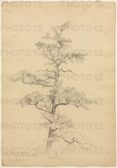 Pine Tree, Conway, New Hampshire (recto); Landscape and Tree Studies (verso), c. 1851. David Johnson (American, 1827-1908). Graphite with pen and  brown ink; sheet: 36.2 x 25.4 cm (14 1/4 x 10 in.).
