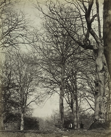 The History of Windsor's Great Park and Windsor Forest by William Menzies (book): Queen Adelaide's Beech, before 1864. James Sinclair, 14th Earl of Caithness (British, 1821-1881), or William Bambridge (British, 1819-1879), Longman, Green, Longman, Roberts & Green. Albumen print from wet collodion negative; image: 29.1 x 23.5 cm (11 7/16 x 9 1/4 in.); matted: 61 x 50.8 cm (24 x 20 in.)