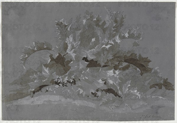 Study of Weeds, 1800-1850. Jean Antoine Linck (Swiss, 1766-1843). Brush and gray, black and white gouache over graphite; sheet: 16.9 x 24.5 cm (6 5/8 x 9 5/8 in.).