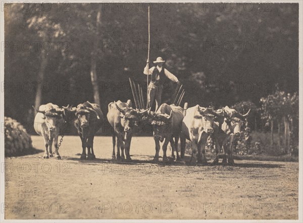 Six Oxen Team with their Driver, c. 1853. Olympe Aguado (French, 1827-1894). Salt print from wet collodion negative; image: 11 x 15 cm (4 5/16 x 5 7/8 in.); mounted: 30.7 x 42.3 cm (12 1/16 x 16 5/8 in.); matted: 35.6 x 45.7 cm (14 x 18 in.)