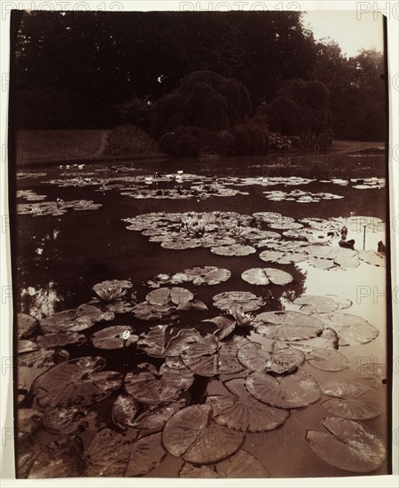 Atget numbering series: Landscape Documents #1196: Nymphéa, 1922-1923. Eugène Atget (French, 1857-1927). Albumen print, gold-toned; image: 22.2 x 17.6 cm (8 3/4 x 6 15/16 in.); matted: 50.8 x 40.6 cm (20 x 16 in.)