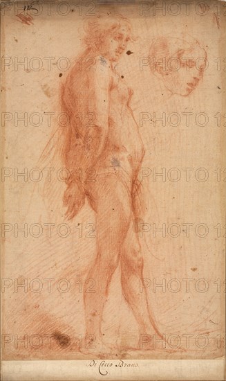 Study of a Standing Male Nude, with a Study of Head in Three-Quarter Profile, c. 1640. Cecco Bravo (Italian, 1607-1661). Red chalk; sheet: 40.2 x 25 cm (15 13/16 x 9 13/16 in.).