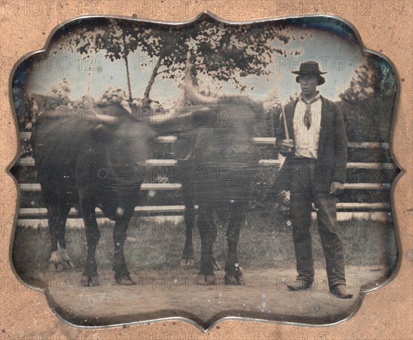 Two Oxen and Driver, 1850s. Unidentified Photographer. Daguerreotype, sixth plate; image: 7 x 8.3 cm (2 3/4 x 3 1/4 in.); case: 8 x 9.3 cm (3 1/8 x 3 11/16 in.); matted: 48.3 x 61 cm (19 x 24 in.)