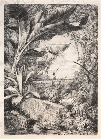 Plants of the Greenhouse, 1872. Jules Jacquemart (French, 1837-1880), A. Cadart & Luquet, 79, rue Richelieu. Etching; sheet: 53.2 x 36.3 cm (20 15/16 x 14 5/16 in.); platemark: 36.4 x 26.6 cm (14 5/16 x 10 1/2 in.)