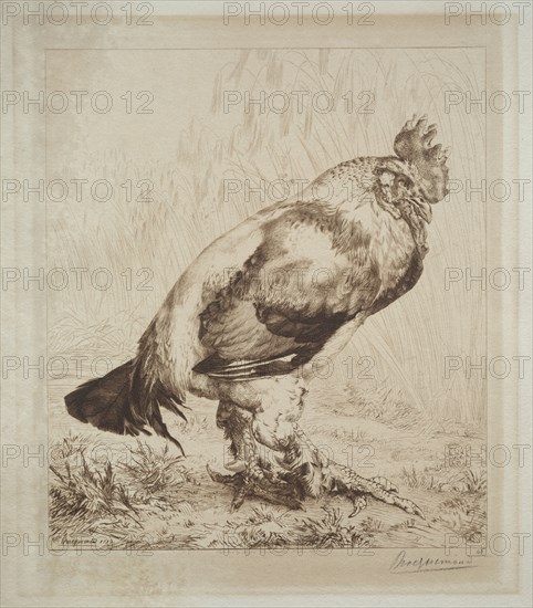 The Old Cock, 1882. Félix Bracquemond (French, 1833-1914), Messrs. Dowdeswell, London. Etching in brown ink; sheet: 49.6 x 45.1 cm (19 1/2 x 17 3/4 in.); platemark: 34.9 x 27 cm (13 3/4 x 10 5/8 in.)