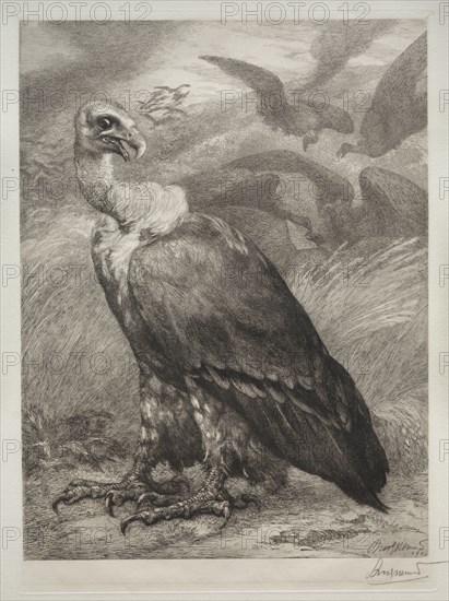 The Vulture, 1904. Félix Bracquemond (French, 1833-1914), Emil Dolot (Société des amis de l'estampes français). Etching; sheet: 60.8 x 44.4 cm (23 15/16 x 17 1/2 in.); platemark: 36.4 x 26.5 cm (14 5/16 x 10 7/16 in.)