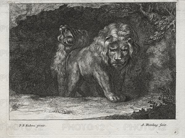 Various Lions. Abraham Blooteling (Dutch, 1640-1690), after Peter Paul Rubens (Flemish, 1577-1640). Etching; sheet: 14.6 x 19.6 cm (5 3/4 x 7 11/16 in.); platemark: 14 x 17.8 cm (5 1/2 x 7 in.)