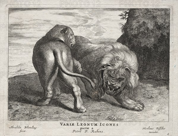 Various Lions. Abraham Blooteling (Dutch, 1640-1690), after Peter Paul Rubens (Flemish, 1577-1640). Etching; sheet: 14.6 x 19.6 cm (5 3/4 x 7 11/16 in.); platemark: 14 x 18 cm (5 1/2 x 7 1/16 in.).
