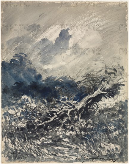 The Oak Tree and the Reed, c. 1873. Charles François Daubigny (French, 1817-1878). Blue and black wash; sheet: 29.3 x 23 cm (11 9/16 x 9 1/16 in.).