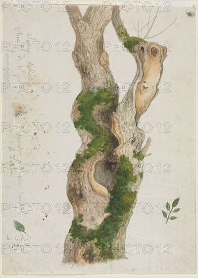 Study of a Tree Trunk. Georges Michel (French, 1763-1843). Graphite and watercolor; sheet: 23.2 x 16.7 cm (9 1/8 x 6 9/16 in.).