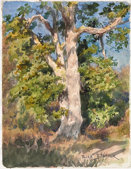 Tree Study. Rosa Bonheur (French, 1822-1899). Watercolor; sheet: 23.6 x 18.1 cm (9 5/16 x 7 1/8 in.).