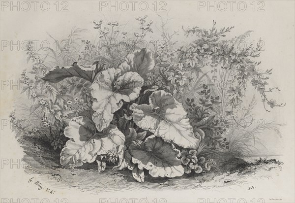 Plate 1 from ?: Plant Study from Group of Various Plants Drawn and Lithographed after Nature (Groupes de Plantes varies dessinées sur Nature et lithographiées...), 1848. Eugene Bléry (French, 1805-1886). Lithograph on chine colle