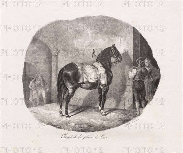 Lithographed Studies of Horses: Pl. 7, Horse from the Caen Plain , 1822. Théodore Géricault (French, 1791-1824), Gihaut. Lithograph; sheet: 27.3 x 36 cm (10 3/4 x 14 3/16 in.); image: 19.1 x 22.7 cm (7 1/2 x 8 15/16 in.).