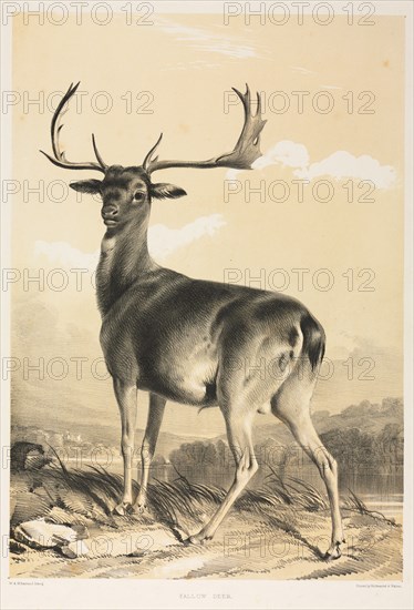 Fallow Deer. William Barraud (British, 1810-1850), and Henry Barraud (British, 1811-1874). Lithograph with black and beige tint stone; sheet: 53.6 x 36.7 cm (21 1/8 x 14 7/16 in.); image: 42.1 x 29.4 cm (16 9/16 x 11 9/16 in.).
