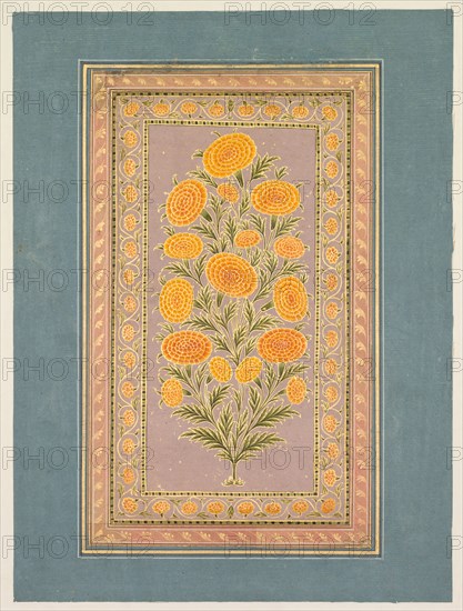 Flowering Marigold, c. 1765. Style of Hunhar II (Indian, active mid-1700s). Opaque watercolor with gold on paper, narrow border of gold foliate meander (verso); page: 33.1 x 24.9 cm (13 1/16 x 9 13/16 in.).