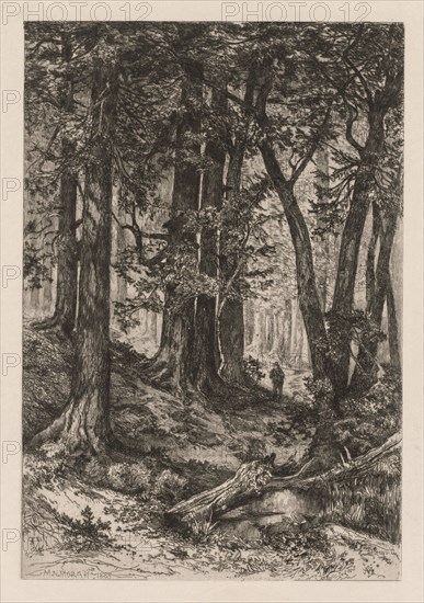 Interior of a California Forest (after Thomas Moran (American, 1837-1926)), 1888. Mary Nimmo Moran (American, 1842-1899), after Thomas Moran (American, 1837-1926). Etching on chine collé; sheet: 40.5 x 29.4 cm (15 15/16 x 11 9/16 in.); platemark: 30 x 20.5 cm (11 13/16 x 8 1/16 in.)