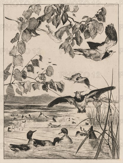 Lapwings and Teals, 1862. Félix Bracquemond (French, 1833-1914). Etching on laid paper; sheet: 46 x 33 cm (18 1/8 x 13 in.)
