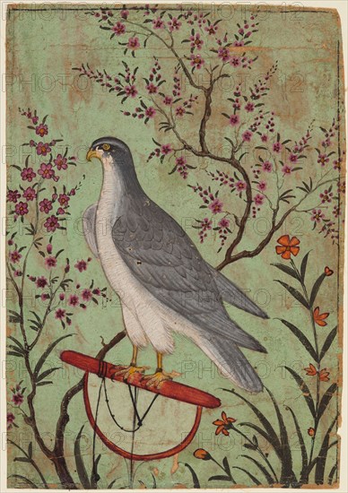 Falcon on a Perch, c. 1610. India, Rajasthan, Amber. Color on paper; miniature: 12.8 x 8.9 cm (5 1/16 x 3 1/2 in.).
