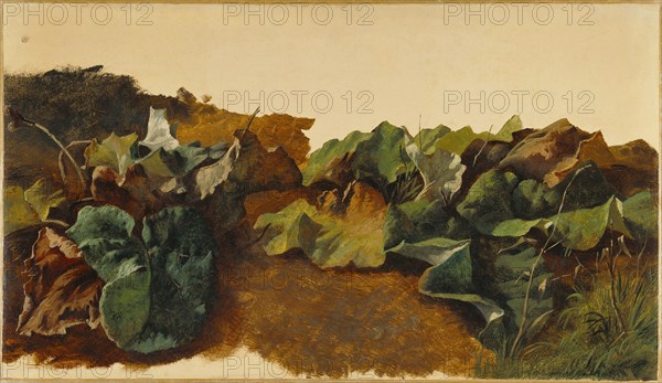 Large Butterburr Leaves and Grass; Gilles-François-Joseph Closson, Belgian, 1796 - 1842, Belgium; about 1825 - 1829