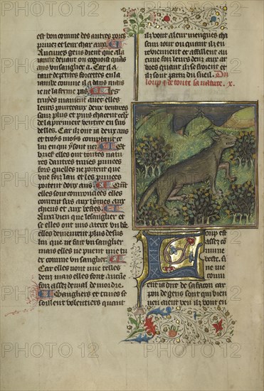 A Wolf; Brittany, France; about 1430 - 1440; Tempera colors, gold paint, silver paint, and gold leaf on parchment; Leaf: 26.4 x