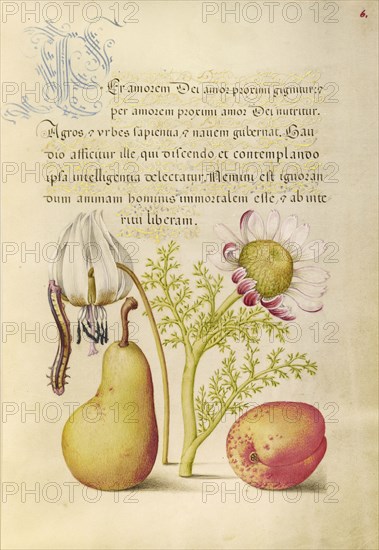Caterpillar, Dog-Tooth Violet, Pear, and Apricot; Joris Hoefnagel, Flemish , Hungarian, 1542 - 1600, and Georg Bocskay